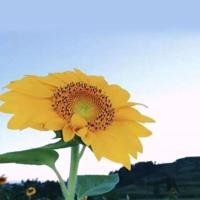 英雄国度手机双开版下载