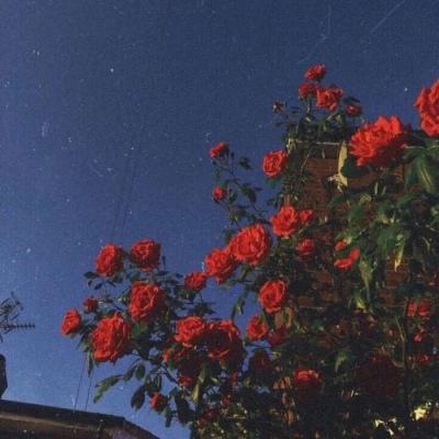无双舰姬破解版下载